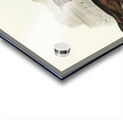 Vinous-tinted Blackbird Merula vinitincta illustrated by Elizabeth Gould 1804–1841 for John Gould’s 1804-1881 Birds of Australia  Acrylic print