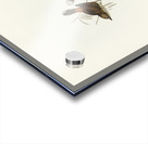 Red-rumped Acanthiza Acanthiza pyrrhopygia illustrated by Elizabeth Gould 1804–1841 for John Gould’s 1804-1881 Birds of Australia  Acrylic print