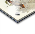 Spine-tailed Orthonyx Orthonyx spinicaudus illustrated by Elizabeth Gould 1804–1841 for John Gould’s 1804-1881 Birds of Australia  Acrylic print