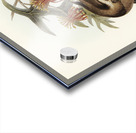 Helmeted Honey-eater Tropidorhynchus Buceroides illustrated by Elizabeth Gould 1804–1841 for John Gould’s 1804-1881 Birds of Australia  Acrylic print