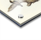 Orange-winged Sittella Sittella chrysoptera illustrated by Elizabeth Gould 1804–1841 for John Gould’s 1804-1881 Birds of Australia  Acrylic print