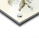 Robust Zosterops Zosterops strenuus illustrated by Elizabeth Gould 1804–1841 for John Gould’s 1804-1881 Birds of Australia  Acrylic print