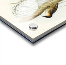 Robust Zosterops Zosterops strenuus illustrated by Elizabeth Gould 1804–1841 for John Gould’s 1804-1881 Birds of Australia  Acrylic print