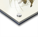 Lineated Warbler Cysticola lineocapilla illustrated by Elizabeth Gould 1804–1841 for John Gould’s 1804-1881 Birds of Australia  Acrylic print