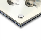 Soft-plumaged Petrel Procellaria mollis illustrated by Elizabeth Gould 1804–1841 for John Gould’s 1804-1881 Birds of Australia  Acrylic print