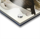 Cautious Albatros Diomedea cauta illustrated by Elizabeth Gould 1804–1841 for John Gould’s 1804-1881 Birds of Australia  Acrylic print