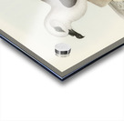 White-headed Petrel Procellaria Lessonii illustrated by Elizabeth Gould 1804–1841 for John Gould’s 1804-1881 Birds of Australia  Acrylic print