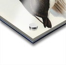 Black-eyebrowed Albatros Diomedea melanophrys illustrated by Elizabeth Gould 1804–1841 for John Gould’s 1804-1881 Birds of Australia  Acrylic print