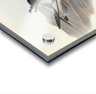 Cape Petrel Daption Capensis illustrated by Elizabeth Gould 1804–1841 for John Gould’s 1804-1881 Birds of Australia  Acrylic print