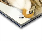 Australian Gannet Sula Australis illustrated by Elizabeth Gould 1804–1841 for John Gould’s 1804-1881 Birds of Australia  Acrylic print