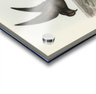 Wilsons Storm Petrel Thalassidroma Wilsonii illustrated by Elizabeth Gould 1804–1841 for John Gould’s 1804-1881 Birds of Australia  Acrylic print