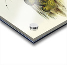 Ground Parakeet Pezoporus formosus illustrated by Elizabeth Gould 1804–1841 for John Gould’s 1804-1881 Birds of Australia  Acrylic print