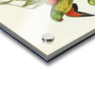 Scaly-breasted Lorikeet Trichoglossus chlorolepidotus illustrated by Elizabeth Gould 1804–1841 for John Gould’s 1804-1881 Birds of Australia  Acrylic print