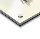 Allied Petrel Puffinus assimilis illustrated by Elizabeth Gould 1804–1841 for John Gould’s 1804-1881 Birds of Australia  Acrylic print