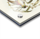 Little Whimbrel Numenius minutus illustrated by Elizabeth Gould 1804–1841 for John Gould’s 1804-1881 Birds of Australia  Acrylic print