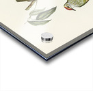 Swainsons Fruit Pigeon Ptilinopus Swainsonii illustrated by Elizabeth Gould 1804–1841 for John Gould’s 1804-1881 Birds of Australia  Acrylic print