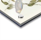 Many-coloured Parakeet Psephotus multicolor illustrated by Elizabeth Gould 1804–1841 for John Gould’s 1804-1881 Birds of Australia  Acrylic print