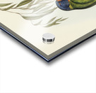 Australian Curlew Numenius Australis illustrated by Elizabeth Gould 1804–1841 for John Gould’s 1804-1881 Birds of Australia  Acrylic print