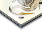 Great Grey Heron Ardea leucophaea illustrated by Elizabeth Gould 1804–1841 for John Gould’s 1804-1881 Birds of Australia  Acrylic print