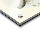 Ewings Fruit Pigeon Ptilinopus Ewingii illustrated by Elizabeth Gould 1804–1841 for John Gould’s 1804-1881 Birds of Australia  Acrylic print