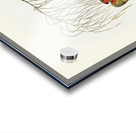 Little Lorikeet Trichoglossus pusillus illustrated by Elizabeth Gould 1804–1841 for John Gould’s 1804-1881 Birds of Australia  Acrylic print