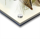 New Holland Snipe Scolopax Australis illustrated by Elizabeth Gould 1804–1841 for John Gould’s 1804-1881 Birds of Australia  Acrylic print