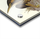 Australian Bittern Botaurus Australis illustrated by Elizabeth Gould 1804–1841 for John Gould’s 1804-1881 Birds of Australia  Acrylic print