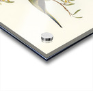 Elegant Grass-Parakeet Euphema elegans illustrated by Elizabeth Gould 1804–1841 for John Gould’s 1804-1881 Birds of Australia  Acrylic print