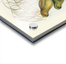 Red-backed Parakeet Psephotus haematonotus illustrated by Elizabeth Gould 1804–1841 for John Gould’s 1804-1881 Birds of Australia  Acrylic print