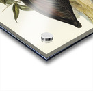 Pacific Heron Ardea pacifica illustrated by Elizabeth Gould 1804–1841 for John Gould’s 1804-1881 Birds of Australia  Impression Acrylique