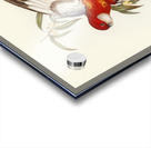 Fiery Parakeet Platycercus ignitus illustrated by Elizabeth Gould 1804–1841 for John Gould’s 1804-1881 Birds of Australia  Acrylic print