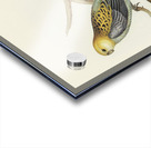 Pale-headed Parakeet Platycercus palliceps illustrated by Elizabeth Gould 1804–1841 for John Gould’s 1804-1881 Birds of Australia  Impression Acrylique