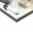 White-fronted Heron Ardea Novae-Hollandiae illustrated by Elizabeth Gould 1804–1841 for John Gould’s 1804-1881 Birds of Australia  Acrylic print