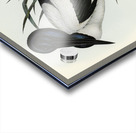 Australian Mycteria Mycteria Australis illustrated by Elizabeth Gould 1804–1841 for John Gould’s 1804-1881 Birds of Australia  Acrylic print