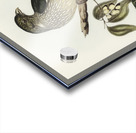 Cat Bird Ptilonorhynchus Smithii illustrated by Elizabeth Gould 1804–1841 for John Gould’s 1804-1881 Birds of Australia  Acrylic print