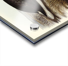 Straw-necked Ibis Geronticus spinicollis illustrated by Elizabeth Gould 1804–1841 for John Gould’s 1804-1881 Birds of Australia  Acrylic print