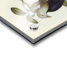 Magnificent Fruit Pigeon Carpophaga magnifica illustrated by Elizabeth Gould 1804–1841 for John Gould’s 1804-1881 Birds of Australia  Acrylic print