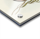 Crimson-bellied Parakeet Psephotus haematogaster illustrated by Elizabeth Gould 1804–1841 for John Gould’s 1804-1881 Birds of Australia  Acrylic print