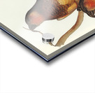 Philip Island Parrot Nestor productus illustrated by Elizabeth Gould 1804–1841 for John Gould’s 1804-1881 Birds of Australia  Acrylic print