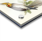 Cockatoo Parakeet Nymphicus Novae Hollandiae illustrated by Elizabeth Gould 1804–1841 for John Gould’s 1804-1881 Birds of Australia  Acrylic print