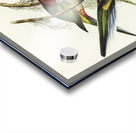 Red-capped Parakeet Platycercus pileatus illustrated by Elizabeth Gould 1804–1841 for John Gould’s 1804-1881 Birds of Australia  Acrylic print