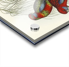 Pennants Parakeet Platycercus Pennantii illustrated by Elizabeth Gould 1804–1841 for John Gould’s 1804-1881 Birds of Australia  Acrylic print