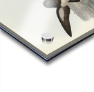 John Gould Birds of Australia 637 Acrylic print