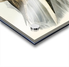 Red-legged Gannet Sula piscator illustrated by Elizabeth Gould 1804–1841 for John Gould’s 1804-1881 Birds of Australia  Acrylic print