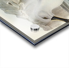 Culminated Albatros Diomedea culminata illustrated by Elizabeth Gould 1804–1841 for John Gould’s 1804-1881 Birds of Australia  Acrylic print