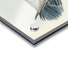 Grey Noddy Anous cinereus illustrated by Elizabeth Gould 1804–1841 for John Gould’s 1804-1881 Birds of Australia  Acrylic print