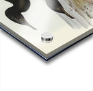 Groove-billed Cormorant Phalacrocorax sulcirostris illustrated by Elizabeth Gould 1804–1841 for John Gould’s 1804-1881 Birds of Australia  Acrylic print