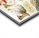 Great Barrier Reef Corals from The Great Barrier Reef of Australia 1893 by William Saville-Kent 1845-1908. Fig 1: Trachyphyllia amaraniusFig 2 : Caulastroea DistortaFig 3 : Mussa CorymbosaFig 4 : Mussa MultilobataFig 5 : PrionastroeaFig 6 : Favia Bo Acrylic print