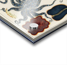 Barrier Reef Molluscs and Planarians from The Great Barrier Reef of Australia 1893 by William Saville-Kent 1845-1908. Fig 1: Flat worm Pseudoceros KentiiFig 2: Planarian Pseudoceros DimidiatusFig 3: Blue spotted Octopus Octopus PictusFig 4: Sea-hare A Acrylic print