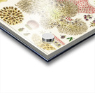 Great Barrier Reef Anemones from The Great Barrier Reef of Australia 1893 by William Saville-Kent 1845-1908. Fig 1 : Palythoa caesiaFig 2 : Rhodactis HowesiiFig 3 : Haterodactyla HemprichiiFig 4 : Acrozoanthus australioeFig 5 : phymanthus muscorumFi Acrylic print